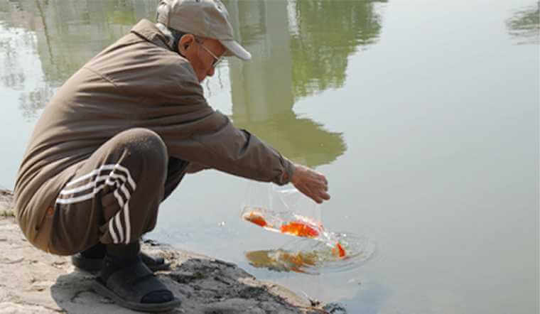 phóng sinh vào ngày nào